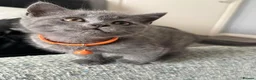 British Shorthair cats for sale: 🐱 Beautiful British Shorthair kittens  in Musselburgh - Advert 15