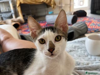 Mixed Breed cats *Cat and a child Friendly* Alan - Advert 4