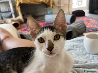 Mixed Breed cats *Cat and a child Friendly* Alan - Advert 1