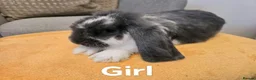 French Lop rabbits for sale: Pure Bread French Lops  - Advert 9