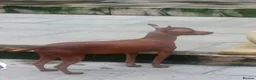 Mexican Hairless dogs for sale: NEW intermediate size. - Advert 6