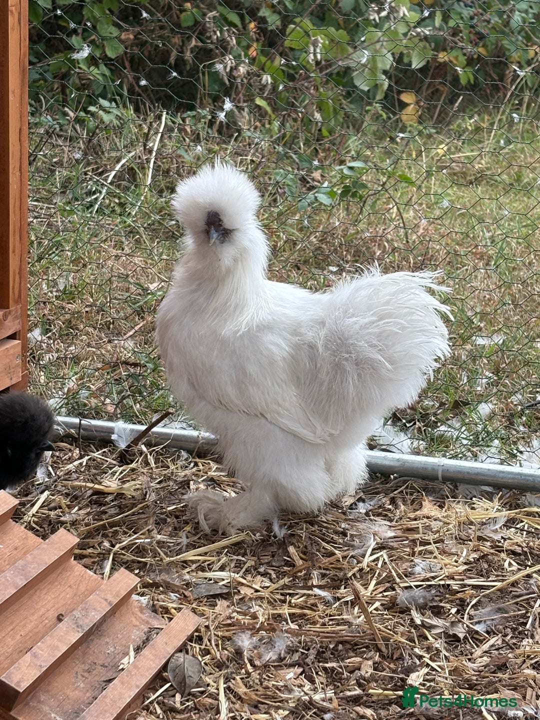 Chickens poultry for sale: Silkie cockerel for sale  - Image 1