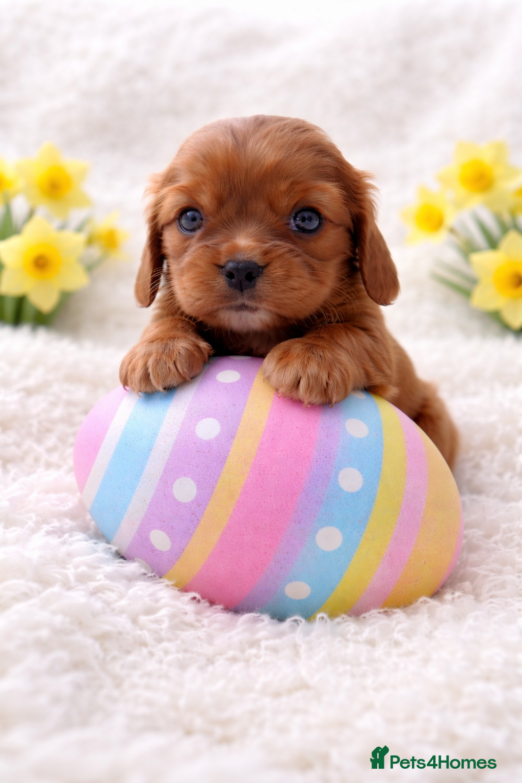 Cavalier King Charles Spaniel dogs Beautiful, Cavalier King Charles Spaniel puppies - Advert 1