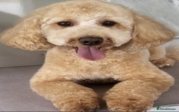 Cavapoo dogs for sale: Cavapoo 1 year female - Image 6