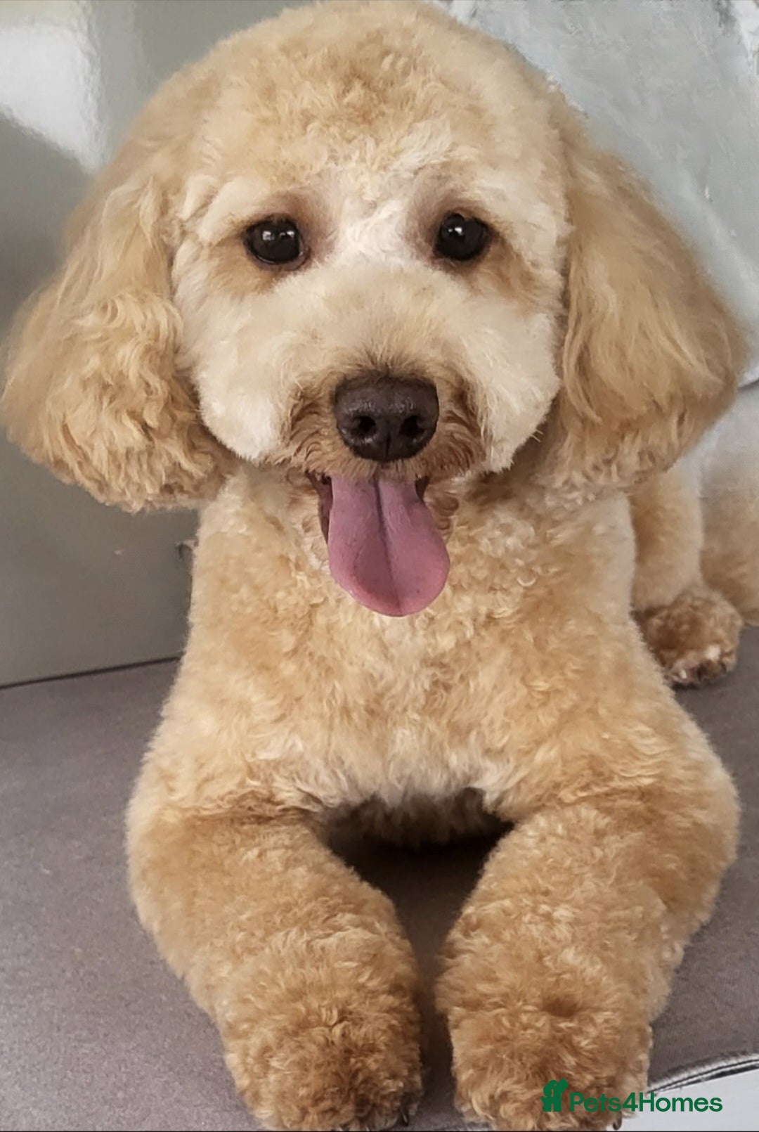 Cavapoo dogs for sale: Cavapoo 1 year female - Image 6