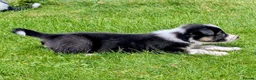 Border Collie dogs for sale: Gorgeous Border Collie puppies  - Advert 20