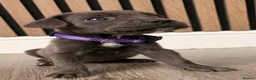 Cane Corso dogs for sale: Full Cane Corso Puppies -Blue/Grey & Black & White - Advert 2