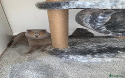 Scottish Fold cats for sale: Scottish Fold x Russian Blue Kittens  - Image 12