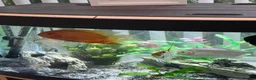 Other/Mixed Breed fish for sale: 2 large severums 1 golden 1 green  - Advert 3