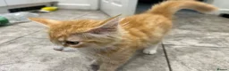 Mixed Breed cats for sale: Beautiful Friendly Kittens Ready for Loving Homes - Advert 20