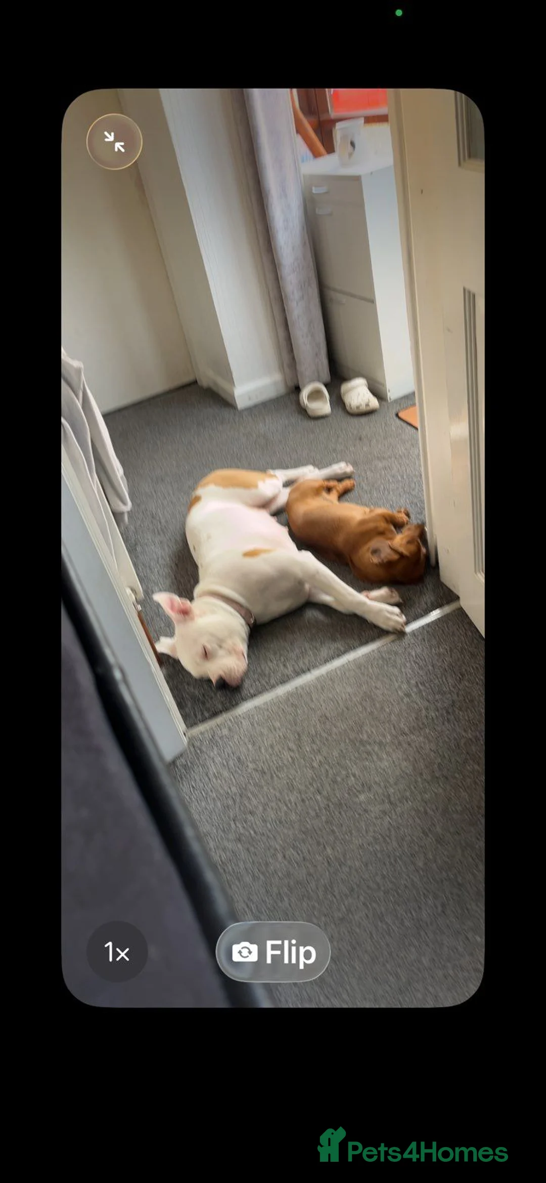 American Bulldog dogs for sale: Dolly 9 month old American Bulldog  - Advert 2