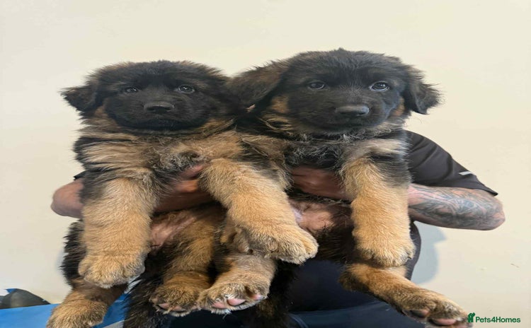 German Shepherd dogs - Advert 6