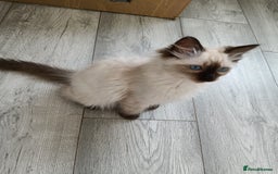 Ragdoll cats for sale: GCCF registered seal and chocolate ragdoll kittens - Image 22