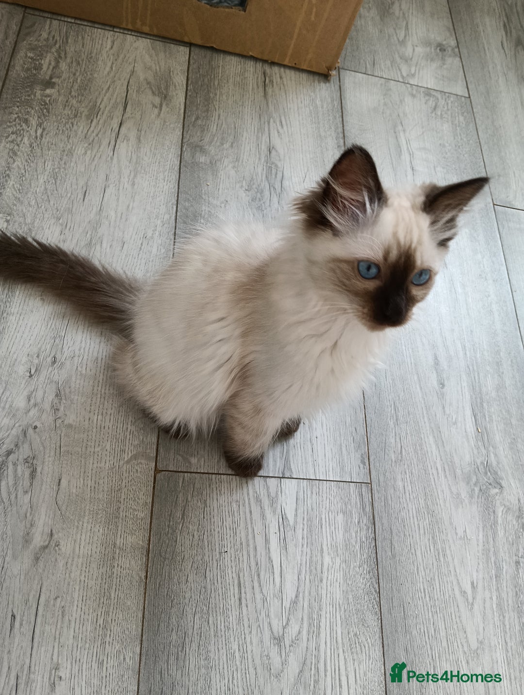Ragdoll cats for sale: GCCF registered seal and chocolate ragdoll kittens - Image 22