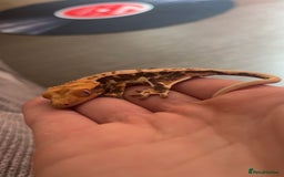 Gecko reptiles for sale: Lily White Crested Gecko for sale with setup - Image 2