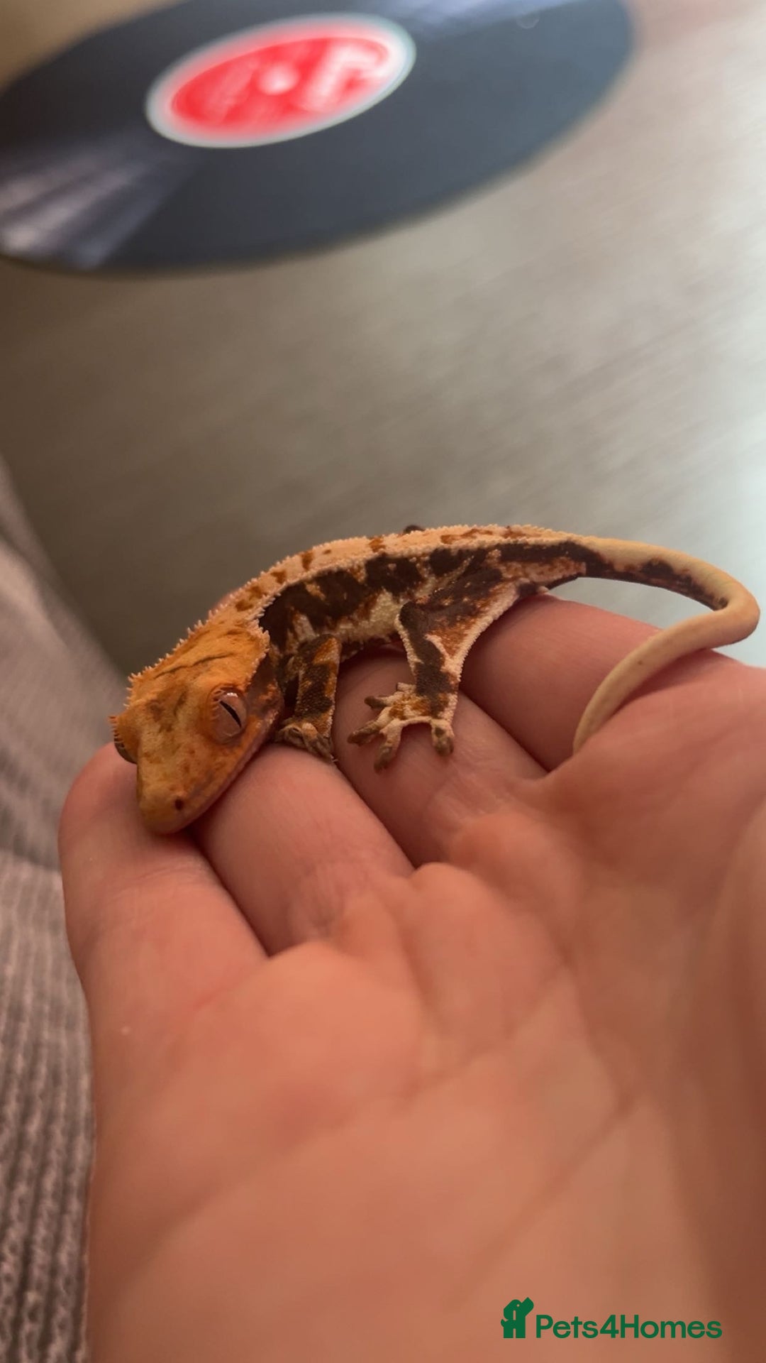Gecko reptiles for sale: Lily White Crested Gecko for sale with setup - Image 2