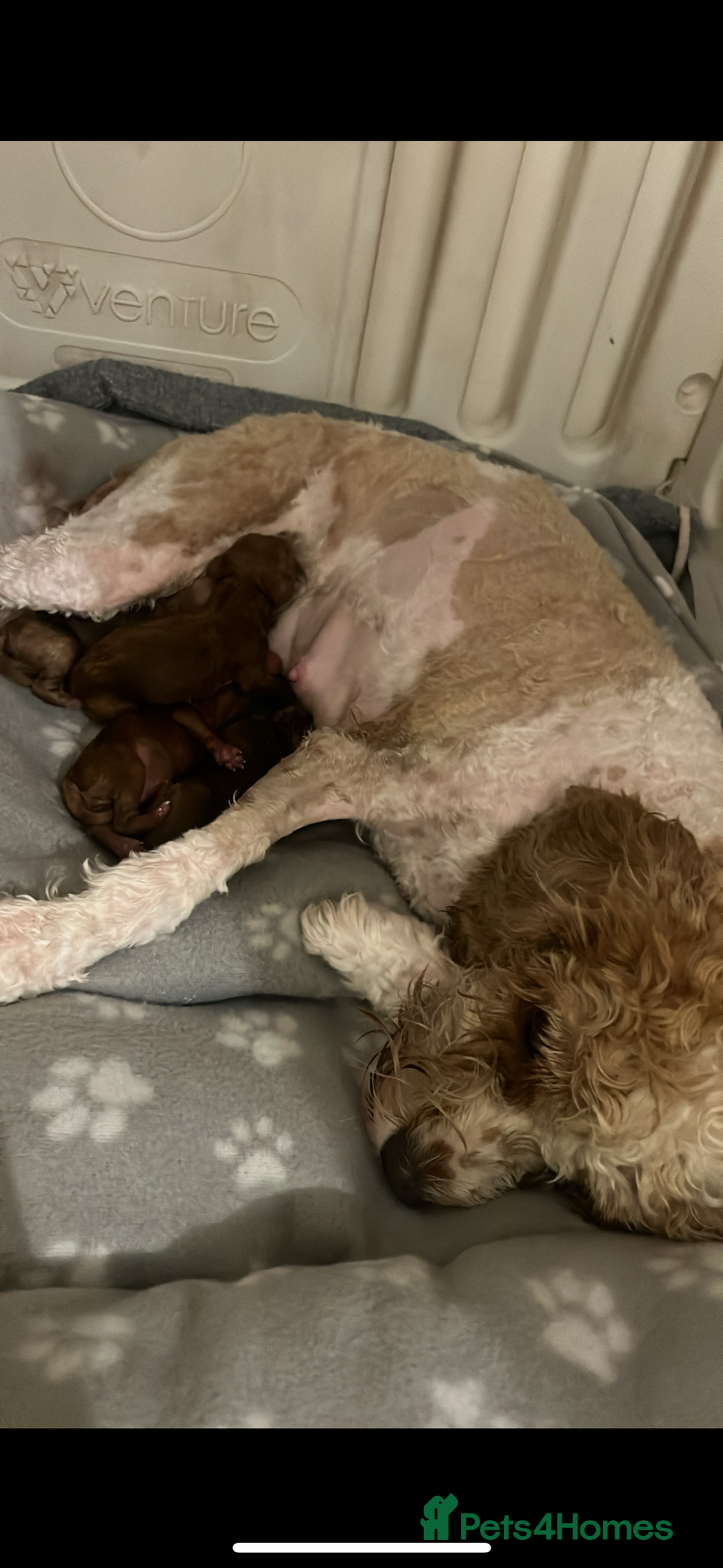 Cavapoo dogs for sale: Cavapoo F1b puppies-5* licensed - Image 10