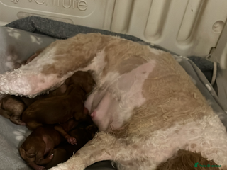 Cavapoo dogs Cavapoo F1 puppies due soon -5* licensed - Advert 8