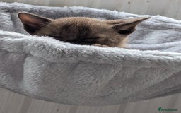 Burmese cats for sale: 5 bouncing beautiful Burmese boys - Image 9