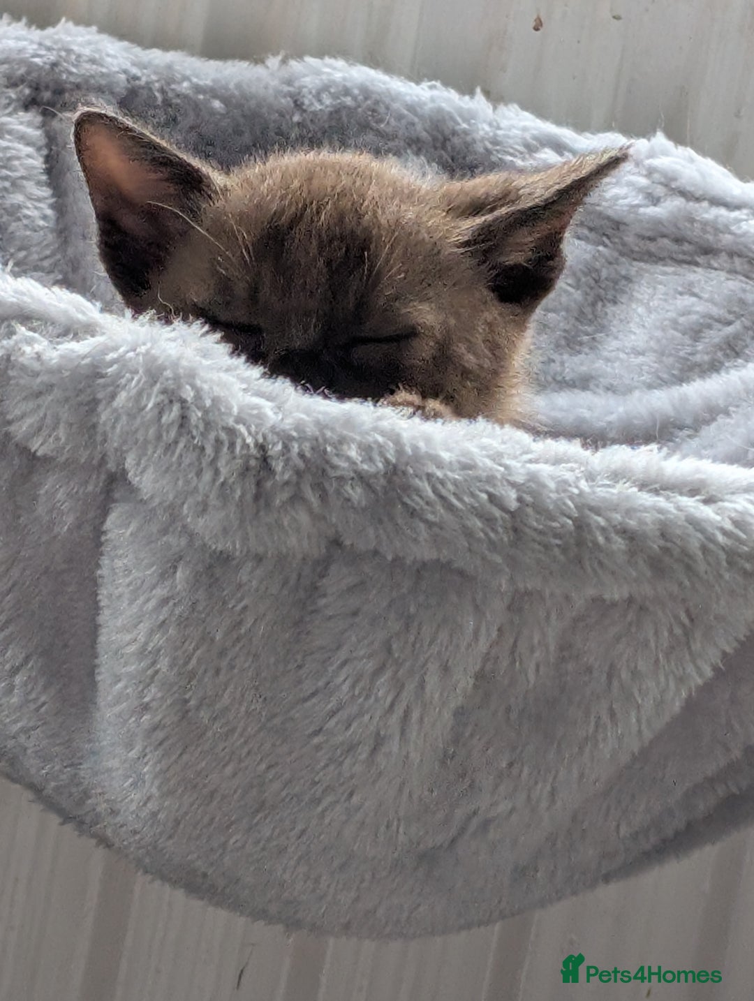 Burmese cats for sale: 5 bouncing beautiful Burmese boys - Image 9