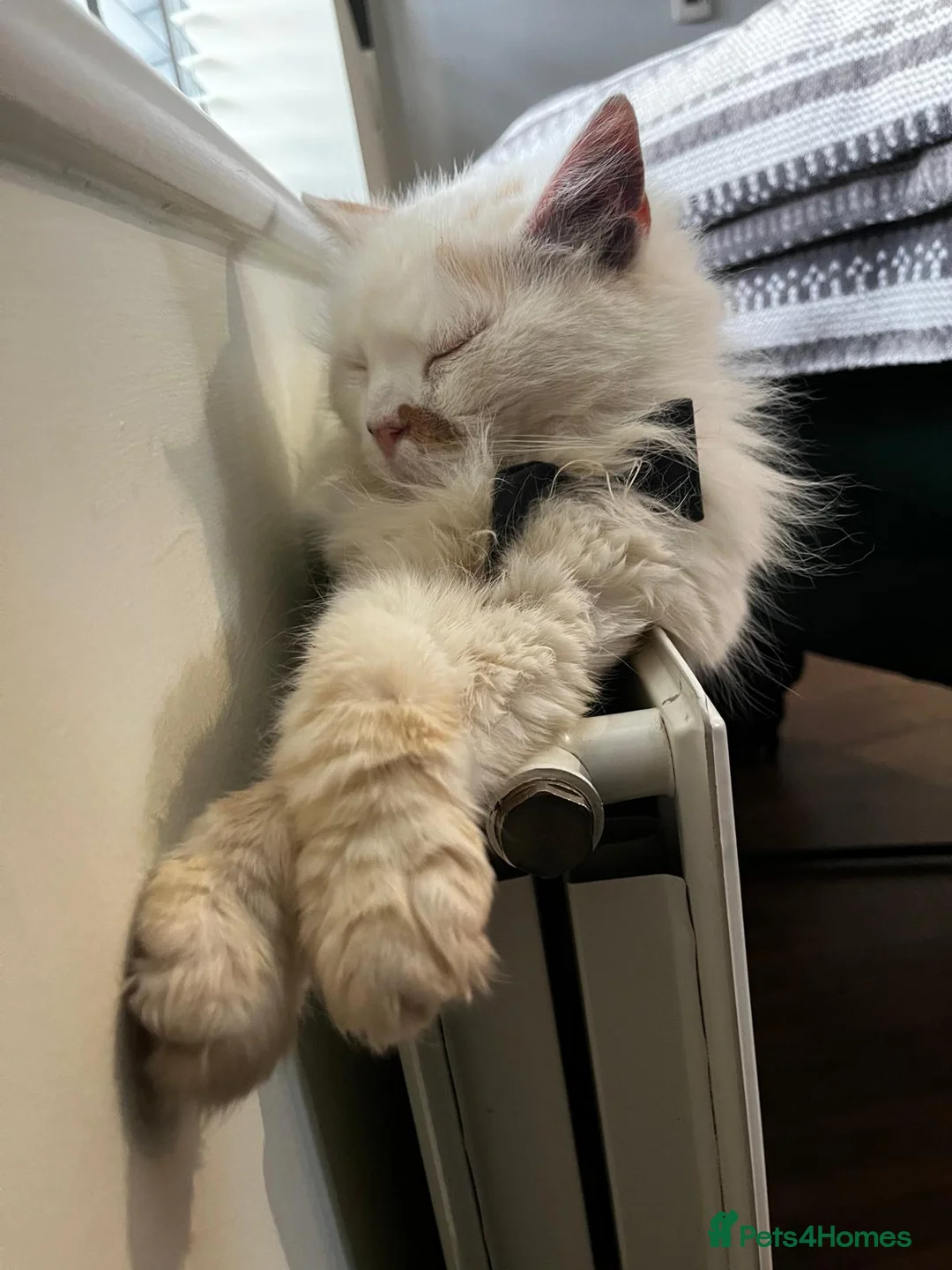 Mixed Breed cats for sale: Lola cat - Advert 3