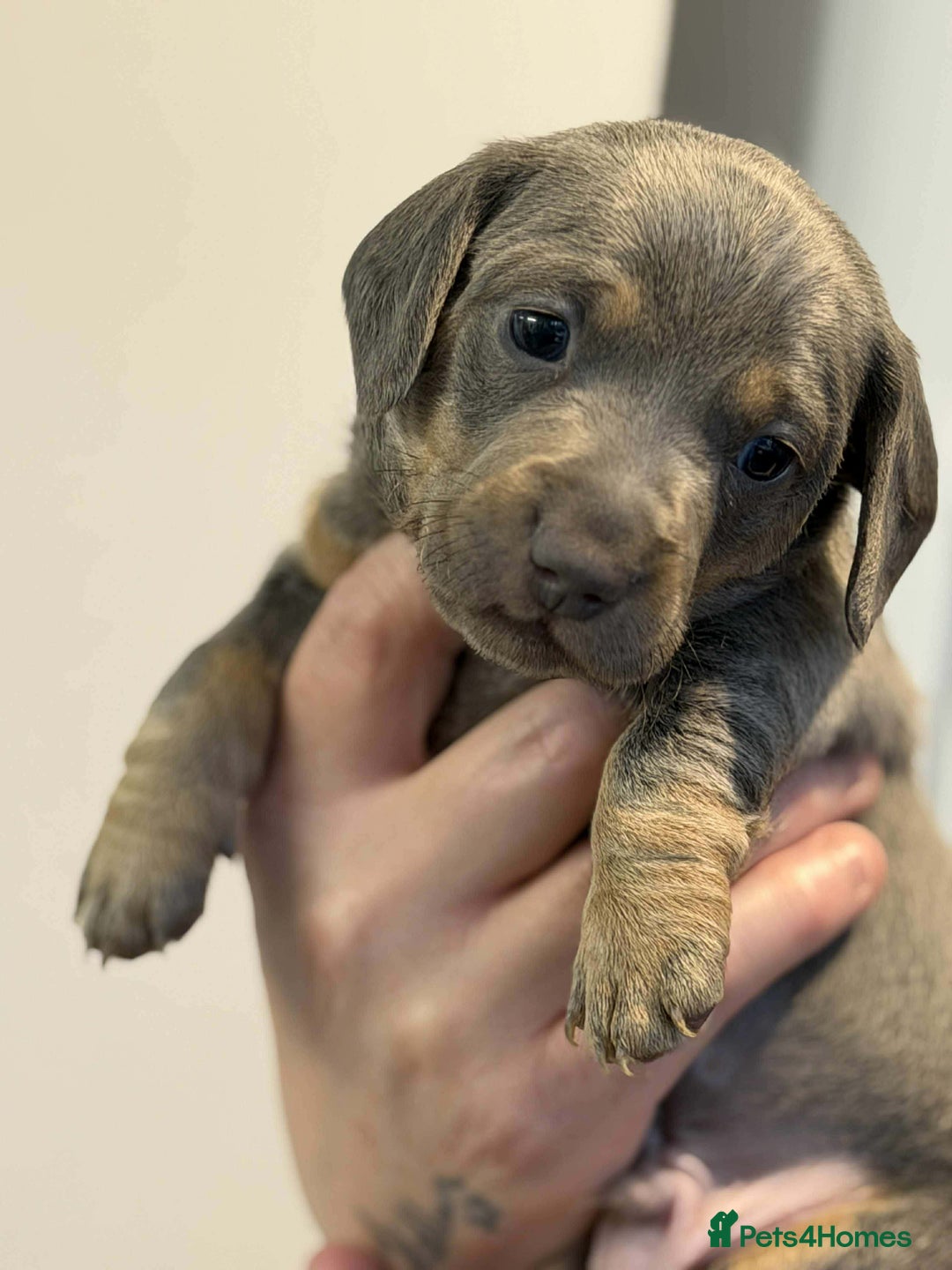 Dachshund dogs for sale: Miniature Dachshunds puppies - Advert 6