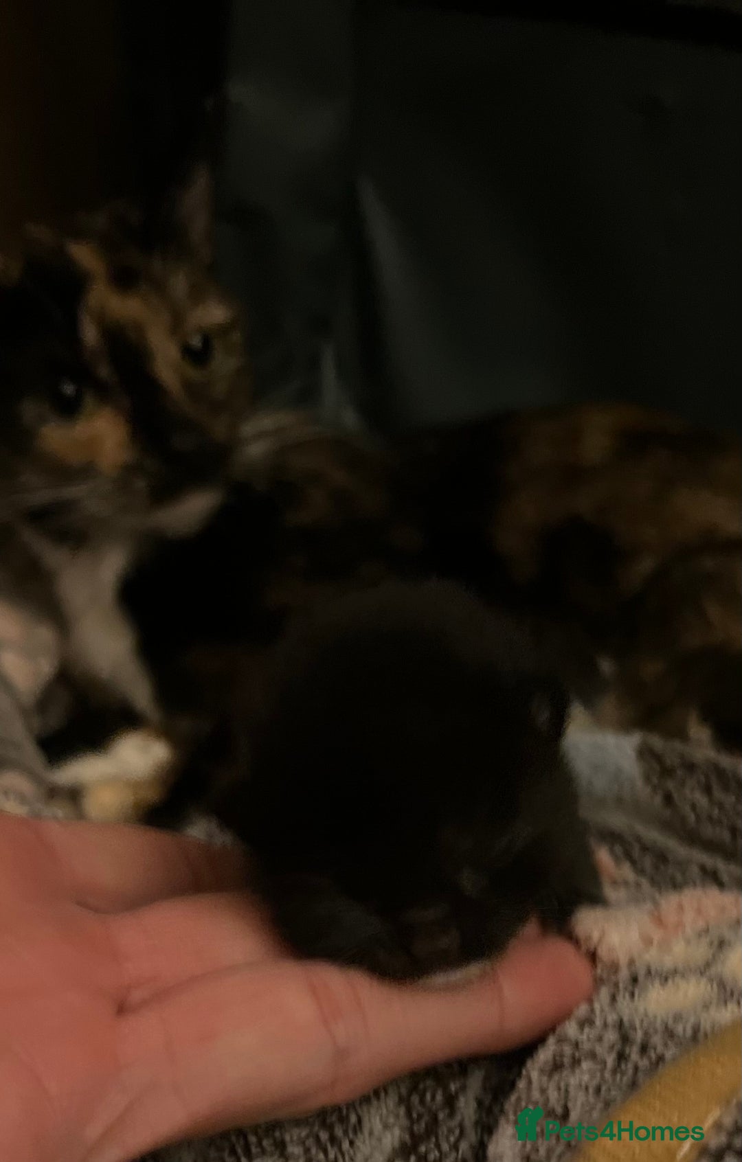 Mixed Breed cats for adoption: Rescue kittens looking for perfect homes - Advert 20