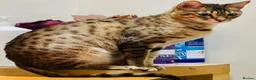 Savannah cats for sale: Stunning Savannah Queen–Looking For Forever Home ❤ - Advert 3