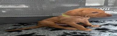 Hungarian Vizsla Light Green