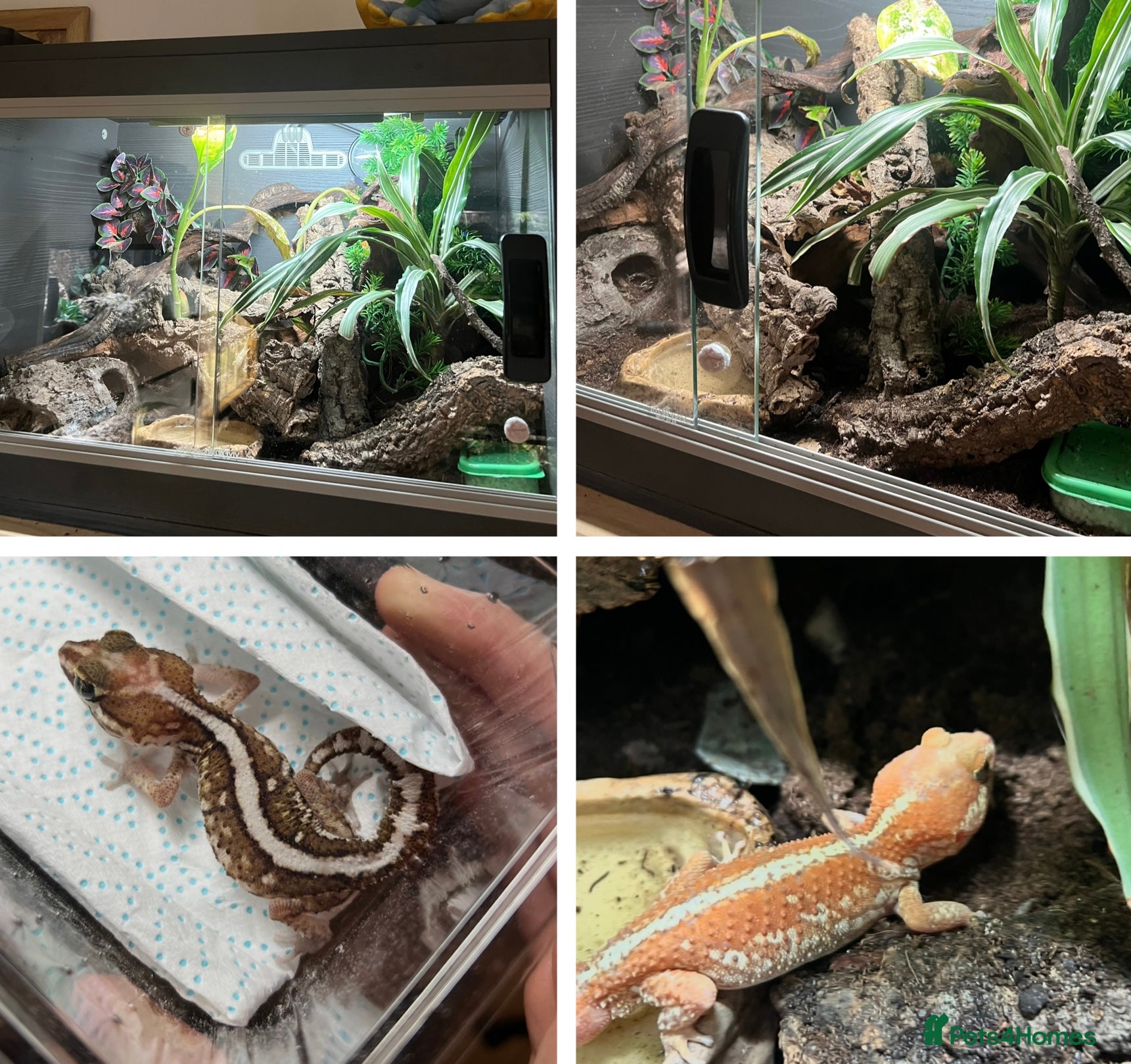 Gecko reptiles Pictus gecko breeding pair with enclosure - Advert 1