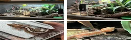 Gecko reptiles for sale: Pictus gecko breeding pair with enclosure - Advert 1