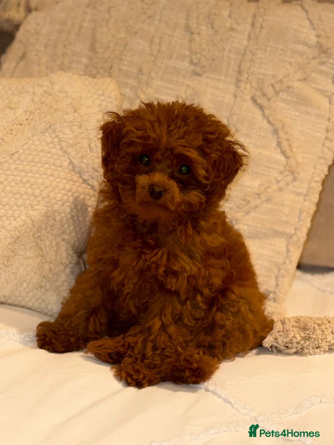 Poodle dogs for sale: Tiny boy teacup poodle  - Advert 2