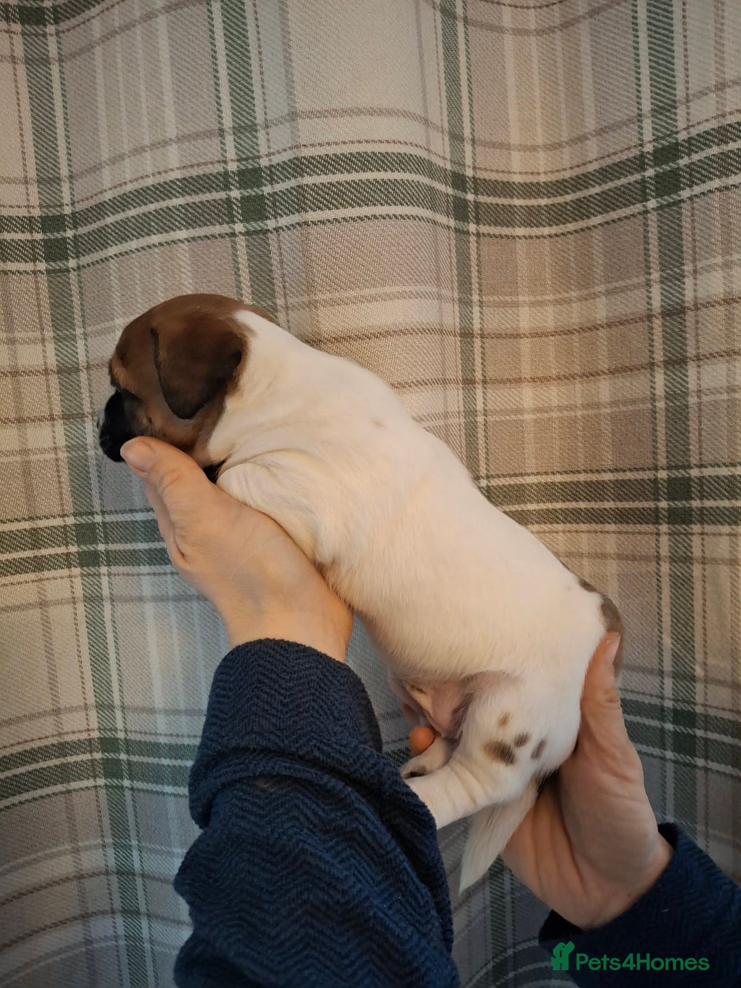 Jack Russell dogs for sale: 🐕stunning Jack Russells (1 left ) 5🌟 Breeder  - Advert 4