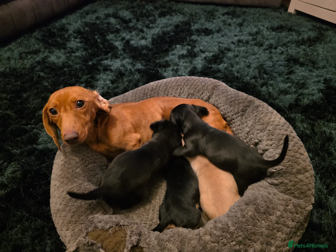 Doxiepoo dogs for sale: 4 beautiful daschund puppies for sale - Advert 1
