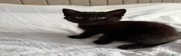 Mixed Breed cats for sale: 3 Beautiful Black Fluffy Persian-Mix Girl Kittens - Advert 10