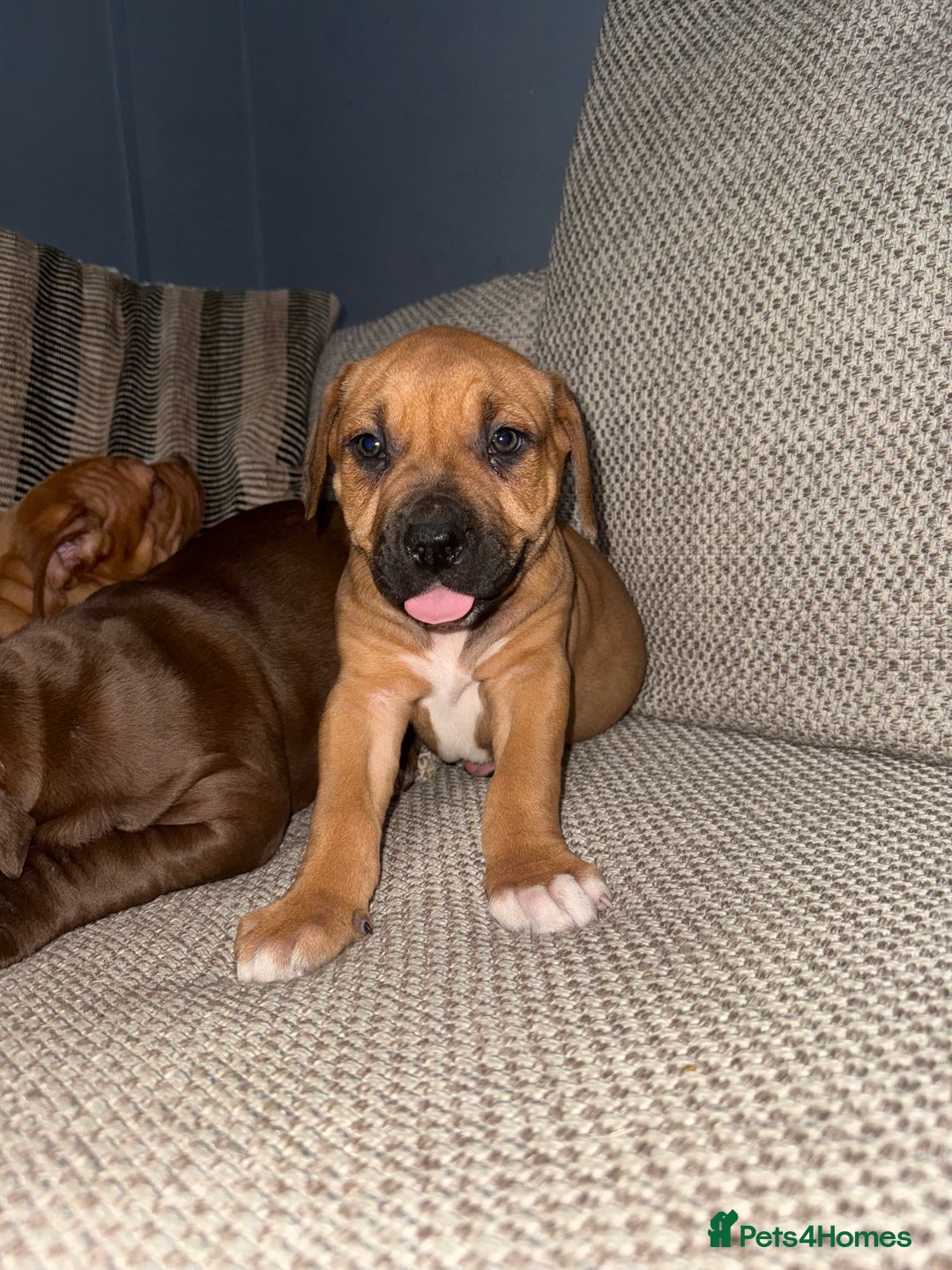 Mixed Breed dogs for sale: Ddb x cane corso - Advert 18