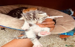 Mixed Breed cats for sale: Kitten - Image 4