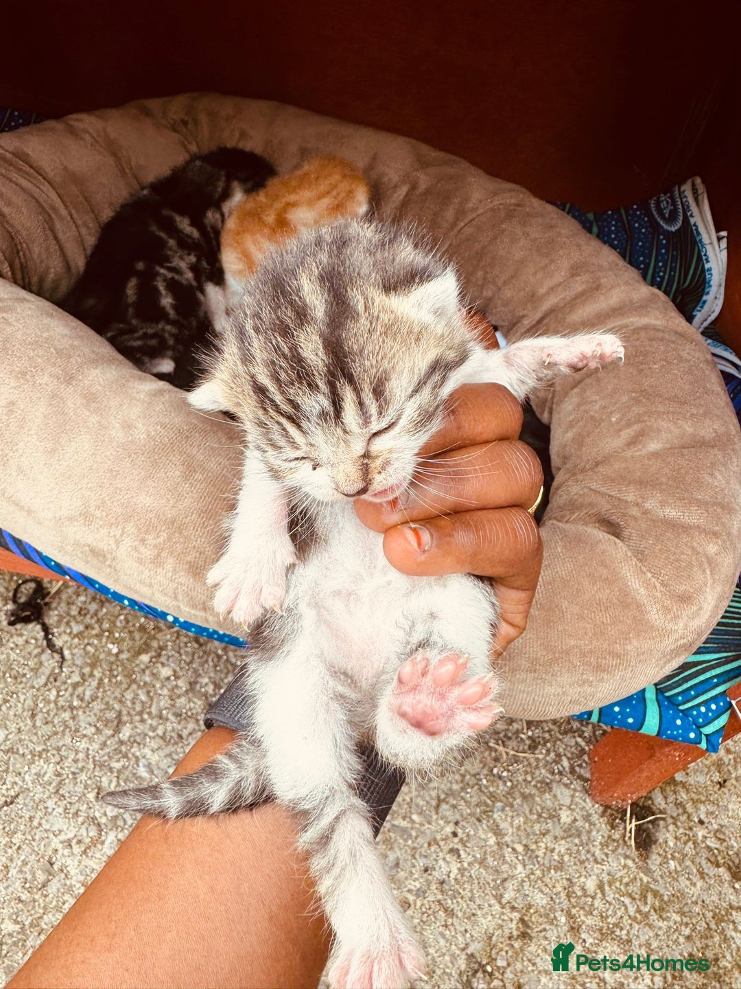 Mixed Breed cats for sale: Kitten - Image 4