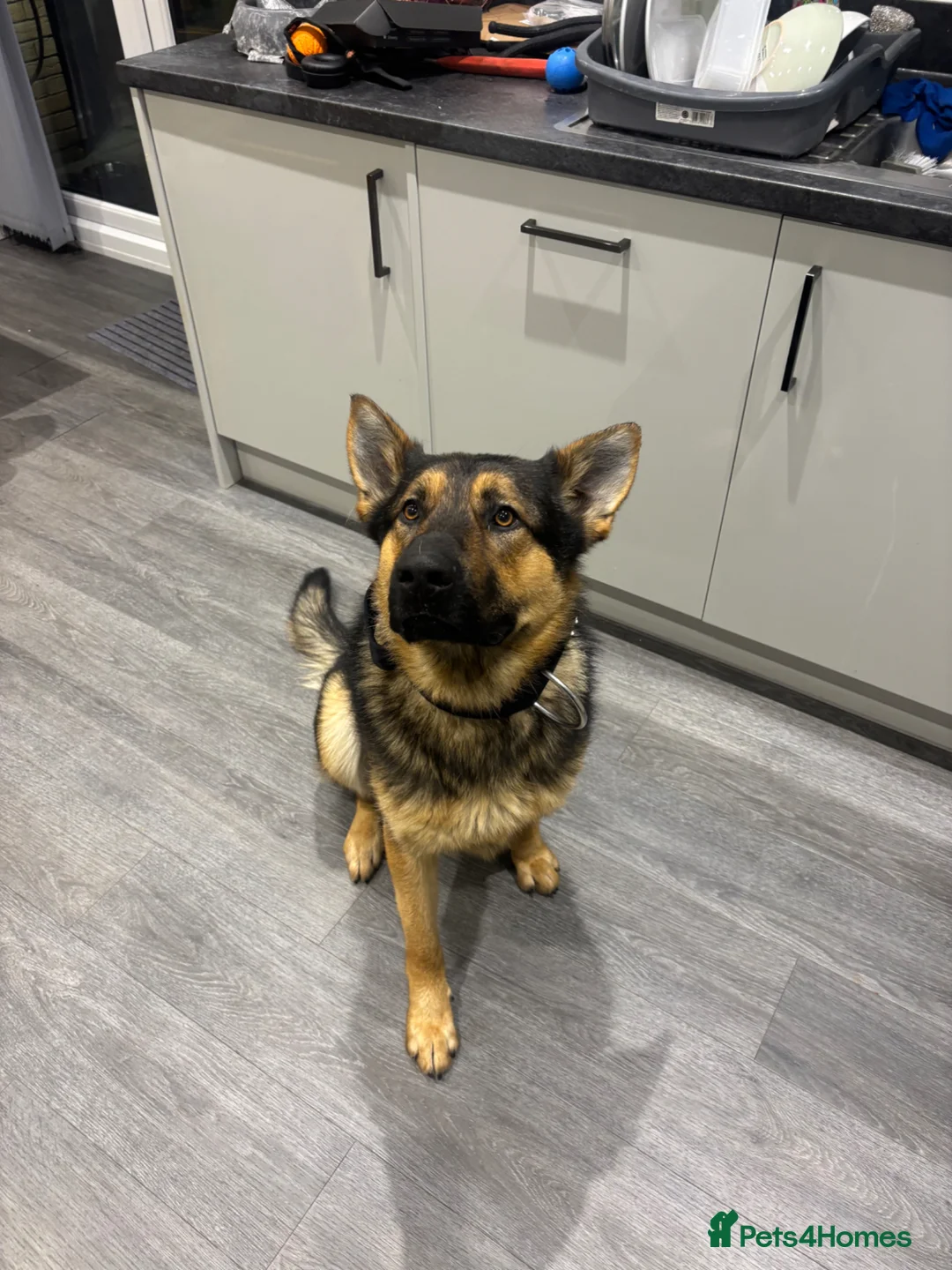 Mixed Breed dogs for sale: Protection trained GERMAN SHEPARD - Advert 1