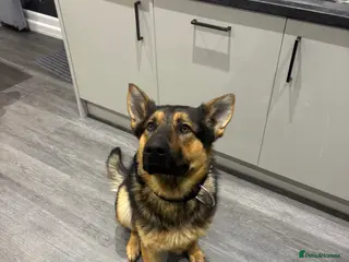Mixed Breed dogs Protection trained GERMAN SHEPARD - Advert 3