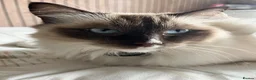 Ragdoll cats for sale: Ragdoll - Advert 12