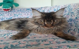Maine Coon cats for sale: brown classic tabby girl TICA maine coon - Advert 5