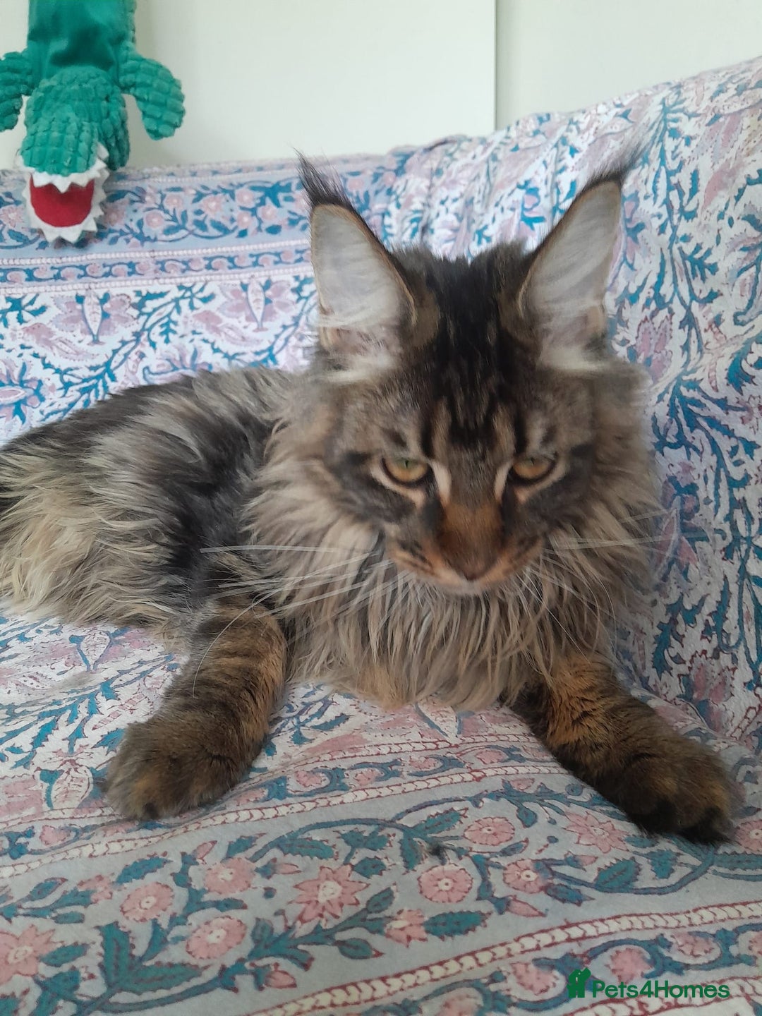 Maine Coon cats for sale: brown classic tabby girl TICA maine coon - Advert 5