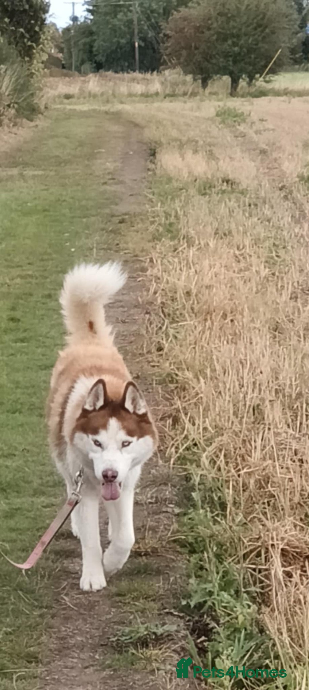 Siberian Husky dogs for sale: Two Siberian Husky Males - Image 16