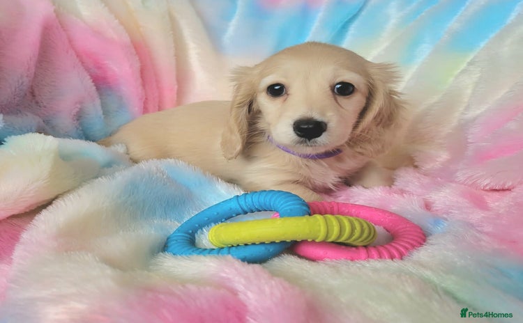 Miniature Dachshund dogs - Advert 2