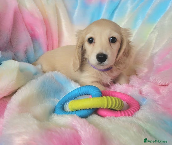 Miniature Dachshund dogs - Advert 5