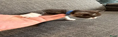 Maine Coon 1