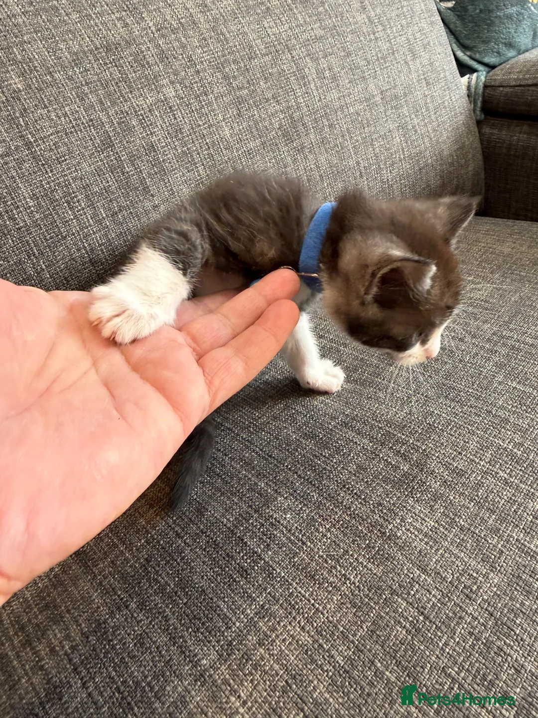 Maine Coon cats for sale: mainecoon kittens  - Advert 2