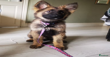 German Shepherd dogs in Scunthorpe - Advert 13