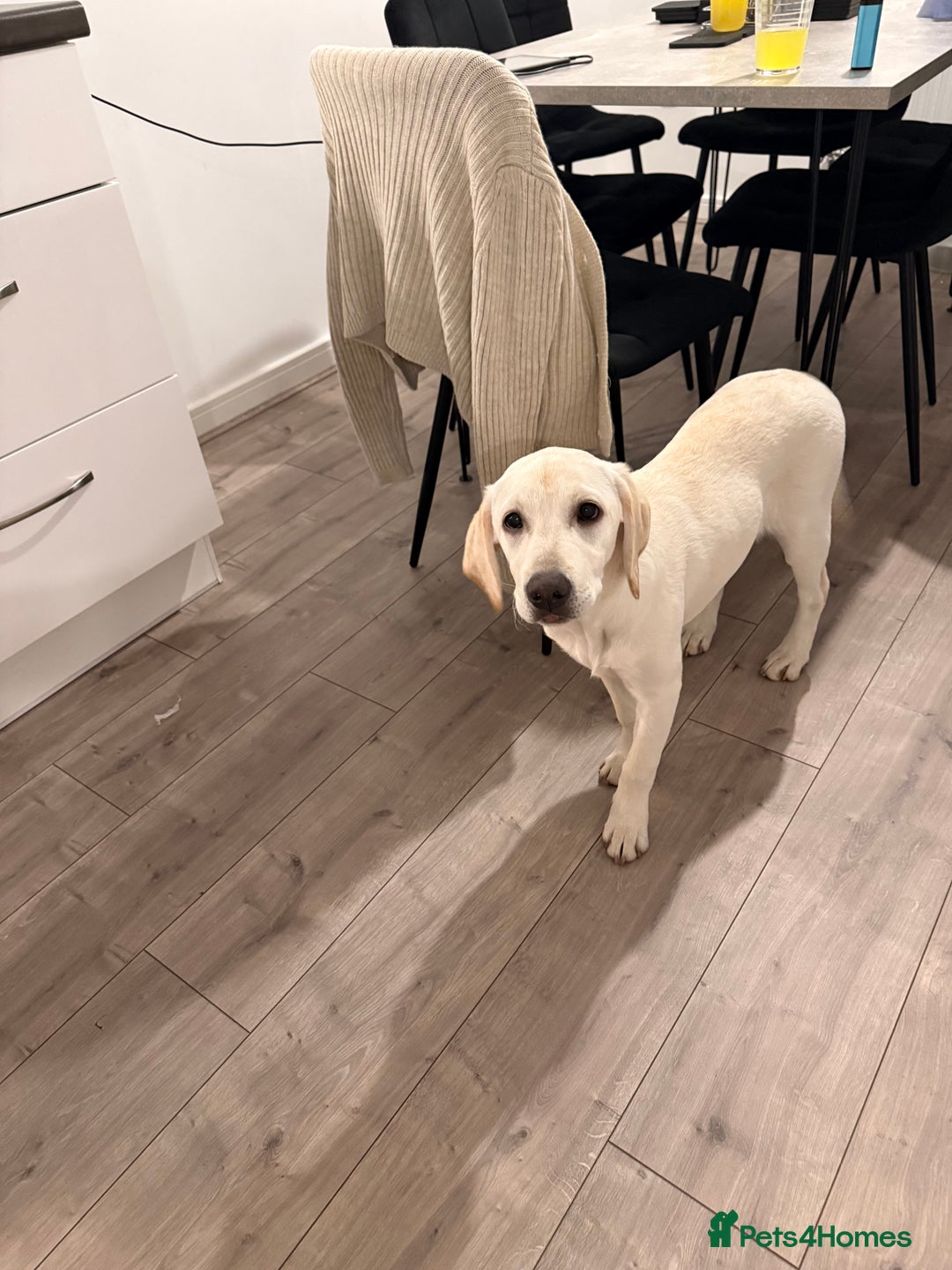 Labrador Retriever dogs for sale: Beautiful Pure White Labrador Pup - Advert 3